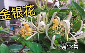 金银花，清热降火的良药，来看看它的植株长什么样子