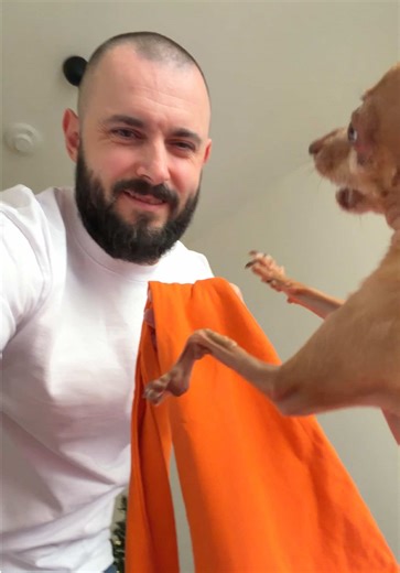 He saw the sling… and started walking on his back paws like “pick me, pick me!” 🐶😂 Waving, begging, doing everything to get inside. This is our ultra-thin Summer Cotton sling — breathable, lightweight, and perfect for warm days. I put it on, he jumps in, and we head to today’s photoshoot for our winter hoodie collection. Real pet care means being together everywhere 🤍 Handmade with love by kokopaws. #PetCare #DogSling #SmallDogTikTok #DogLife #kokopaws