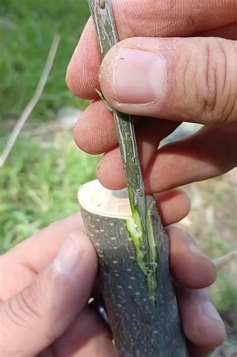Easy Olive Tree Grafting for Successful Olive Oil Production