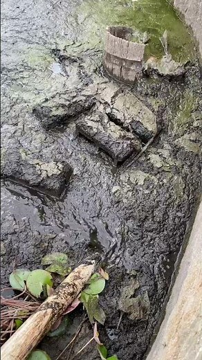 Pumping out Pond Scum