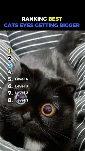 Ranking Best Cats Eyes Getting Bigger Moments #usa