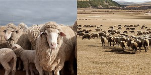 MERINOTEX is a professional merino wool manufacturer in China
