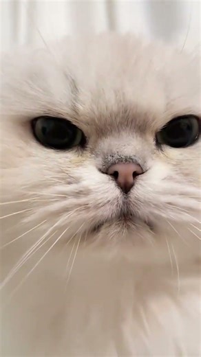 Crazy Cat's Cart Adventure: Little Dog vs. Feline Fun