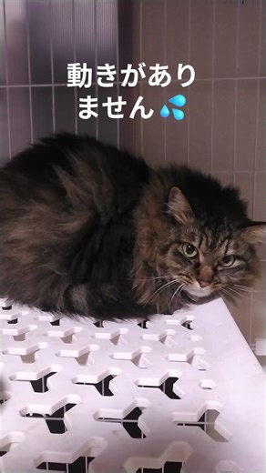 キジトラ長毛猫 #cat #里親募集中 #保護猫#ねこ