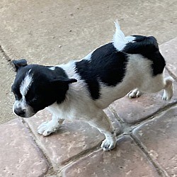 San Diego, CA - Pug/Pomeranian. Meet Oreo a Pet for Adoption - AdoptaPet.com