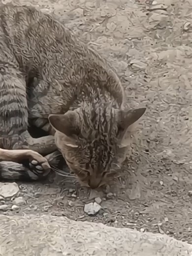 Xiaomi Redmi Note 14 Camera Test Review