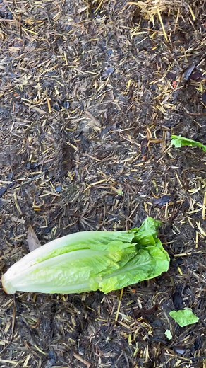 Tishab (@tishab66)’s videos with original sound - Tishab