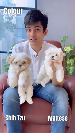 Puppiezo on Instagram: "Spot the Differences: Maltese vs. Shih Tzu! 🐾 These two adorable breeds may look similar, but they’ve got their unique traits. Let’s explore what sets them apart. #maltese #shihtzu #dogbreeds #puppiezo #maltesepuppy #shihtzupuppy #delhi #mumbai #bangalore #kolkata #puppylove #puppy #puppylife #puppygram"