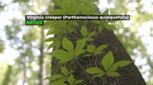 Invasive species are the worst. 👎 In this video we explain why and show some common invasive plants, or as we sometimes call them, "Virginia's least wanted." If you're dealing with invasive species, subscribe to our YouTube channel, where we'll be sharing guides to controlling various invasive species using chemical and mechanical control methods. DOF YouTube Channel: https://www.youtube.com/channel/UCxRWQH3NHu6HNGIAZuhwssA | Virginia Department of Forestry