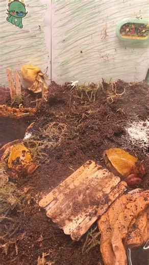 Tomato Frogs eat calcium covered crickets