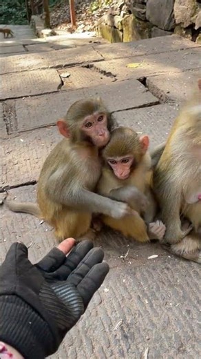 cute monkey funny clapping hands