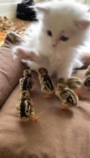 “One White Kitten vs Many Quail Chicks… Tiny Wrestling Chaos!”