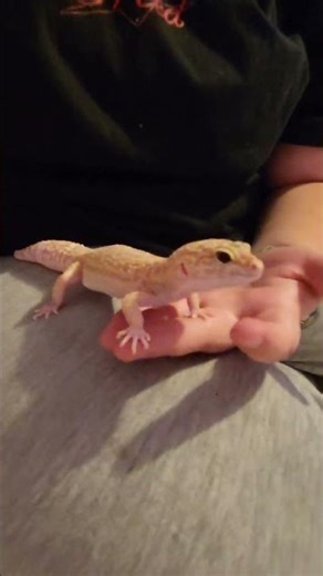 Dancing Gecko #fypシ #fypシ゚viral #gekko #leopardgecko #reptiles