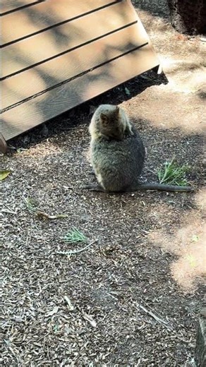 【タロンガ動物園】横でWBCを見ててうるさいやつおる🇦🇺世界一幸せな動物『クアッカワラビー』#クアッカワラビー#tarongazoo #オーストラリア