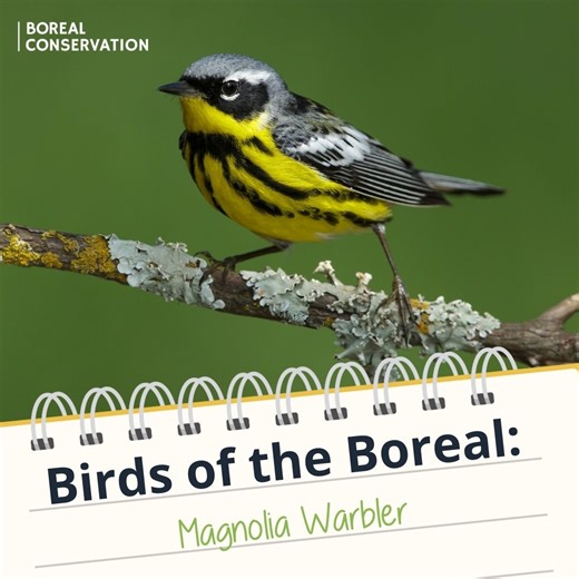 When insects attack trees in the Boreal Forest, who comes to the rescue? Birds like the Magnolia Warbler, this week’s boreal bird. The boreal provides the nesting ground for millions of birds, and in return the birds feast on summertime bugs like caterpillars and budworms that wreak havoc on trees if left unchecked. Birds need the boreal, and the boreal needs birds! More at https://www.borealconservation.org/north-americas-bird-nursery | Boreal Conservation
