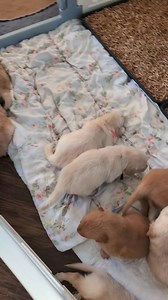 29K views · 1K reactions | Want to see some smart little puppers?...