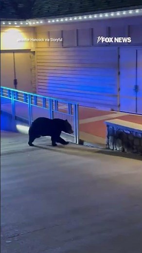 'PAW' PATROL: Police faced an unexpectedly wild moment as they pursued a bear #shorts #foxnews #news
