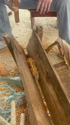 Traditional Corn Shelling Tool | Simple Wooden Machine That Works Fast