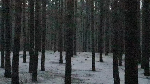 Exploring a Snow-Covered Forest Landscape