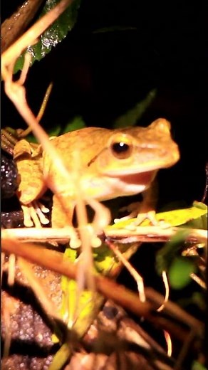 Frogs croaking at night #frog #nature #animals #shorts