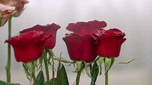 Set of 2 Ceramic Book vase for Flowers 8 and 7 inch Tall - Exquisitely Crafted for Unique Home Book Decor Accents - Elegant and Stylish Literary Inspired Book Flower vase for Book Lovers