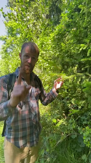 95K views · 1.4K reactions | Les aiguilles d'épicéa s'utilisent toute l'année, même si elles sont meilleures toutes jeunes ! #plantessauvages #cueillettesauvage #paris | Le Chemin de la Nature | Facebook