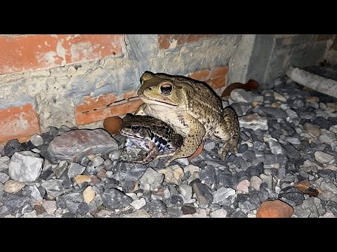 Unusual Sight! Two Toads Caught in an Amplexus Embrace 🐸 (Night Vision)