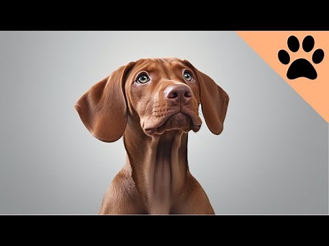 Owning a Vizsla: Pros and Cons