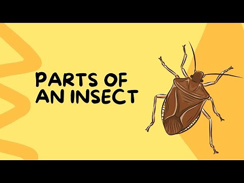 Parts of an Insect