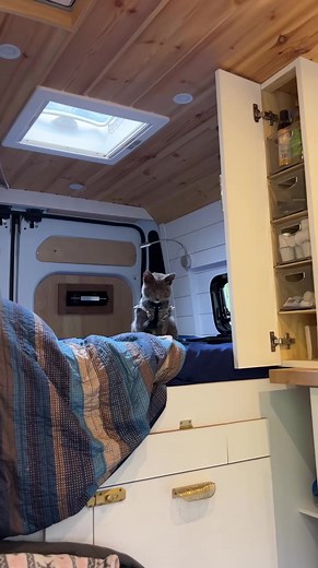 30 reactions | Fun fact： his sweater is made out of a sock  #cat #catsoftiktok #catvlog #catvoiceover #dogs #pets #catsanddogs #kittensoftiktok | Merletails | Facebook