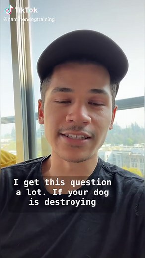 Why Your Dog Needs Management for Behavior Issues