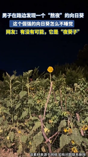 男子在路邊發現一個“熬夜”的向日葵， 這個倔強的向日葵怎麼不睡覺 #大熱門