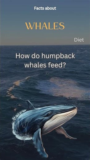 Whale Fact 43 - How do humpback whales feed?