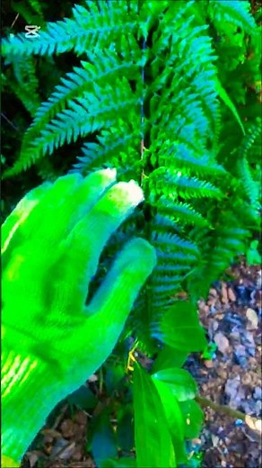 Beautiful Green Fern in the Wild | Calm Nature Moments#green leafe#