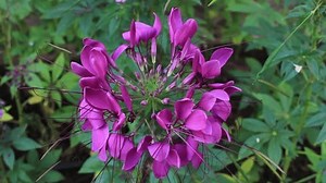 Spider Flower Cleome Garden Stock Footage Video (100% Royalty-free) 3996267049 | Shutterstock