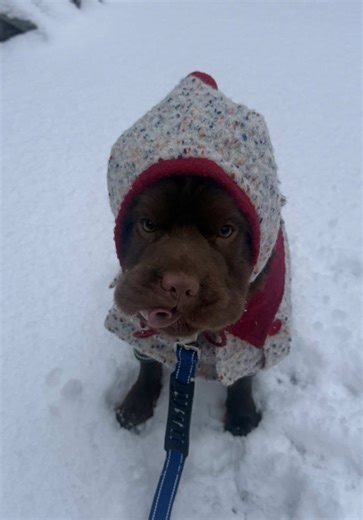 Funny Dog Quote for Kids Featuring Cocker Spaniel