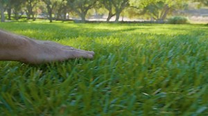 Get your lawn to make the cut for all your spring activities. | Cub Cadet