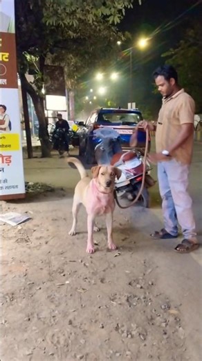 Labrador barking 👹🐕#shorts #trending part 27