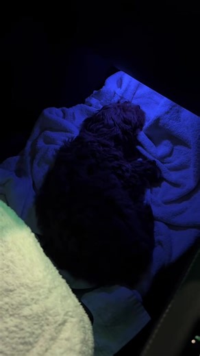 Day 1 Adventures of a Zone 1 Cavapoo