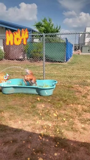 3.2K views · 97 reactions | I'm Nyla. It's HOT out! Adopt me and blast the AC on the drive home, k? 掠️☀️ | Williamson County Regional Animal Shelter | Facebook