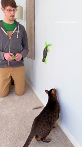 5.9M views · 22K reactions | Gecko Toy for a Cat: It's really loud and she doesn't like it #rajaanddavid | Raja and David | Facebook