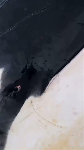 Orca Sees Human Up Close 😳 What Was It Thinking? 🐋👀 #Shorts