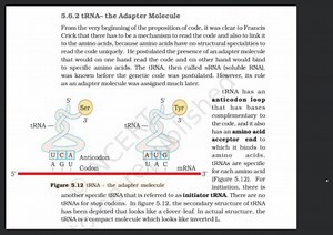 5.6.2 tRNA-the Adapter MoleculeFrom the very beginning of the ... | Filo