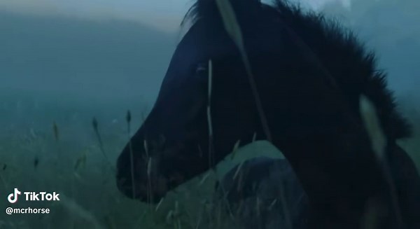 Stall lines and bridle ties by my equestrian romance #mcr #mychemicalromance #horse #fyp #mcrhorse