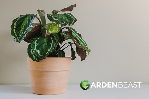 Calathea Medallion Guide: How to Grow & Care for “Calathea Veitchiana”