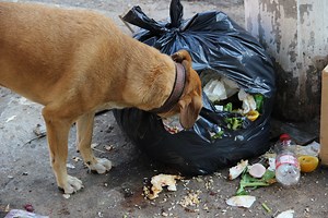 Why do dogs eat garbage? What you should know about this dangerous habit