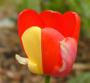 Variant of uncertain significance - Alchetron, the free social encyclopedia