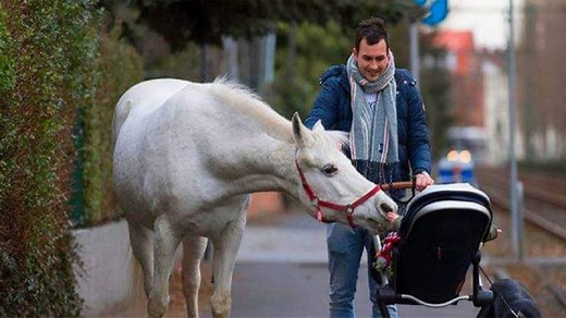 This Arabian Mare Goes For A Stroll Around Town By Herself Every Morning