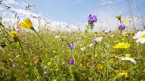 Le leurre écologique des semences pour 'prairies fleuries' - RTBF Actus