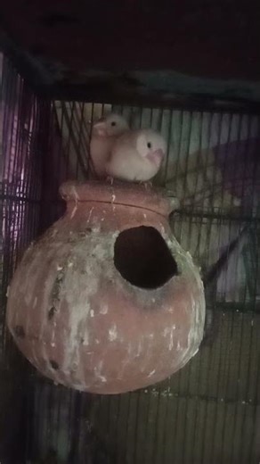 Fawn Java pair with three Chicks